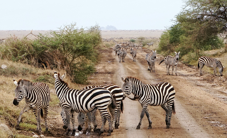 Zebras stehen gehen während einer Afrika Safari des Weges.