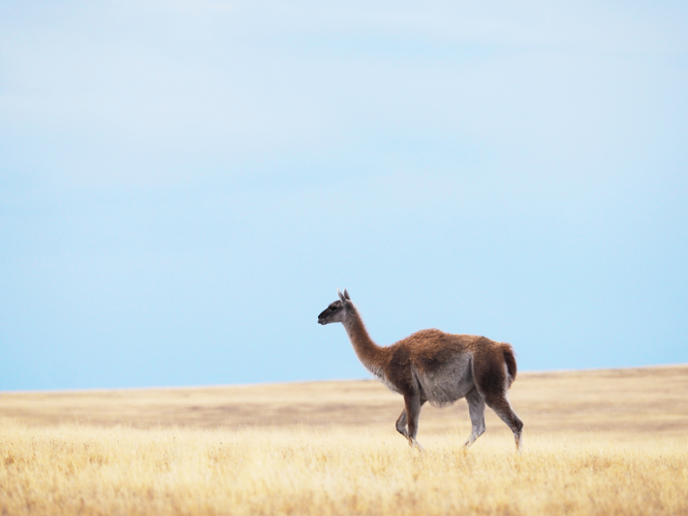 A single guanaco wanders the steppes of Pali Aike National Park in Patagonia.