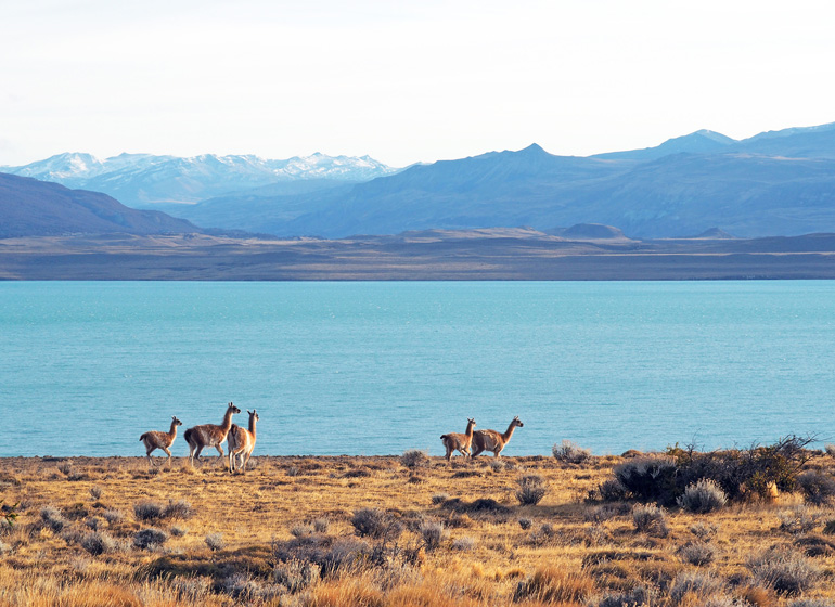 Guanakos, Berge und türkisblaues Meer soweit das Auge reicht in Chiles Patagonien.
