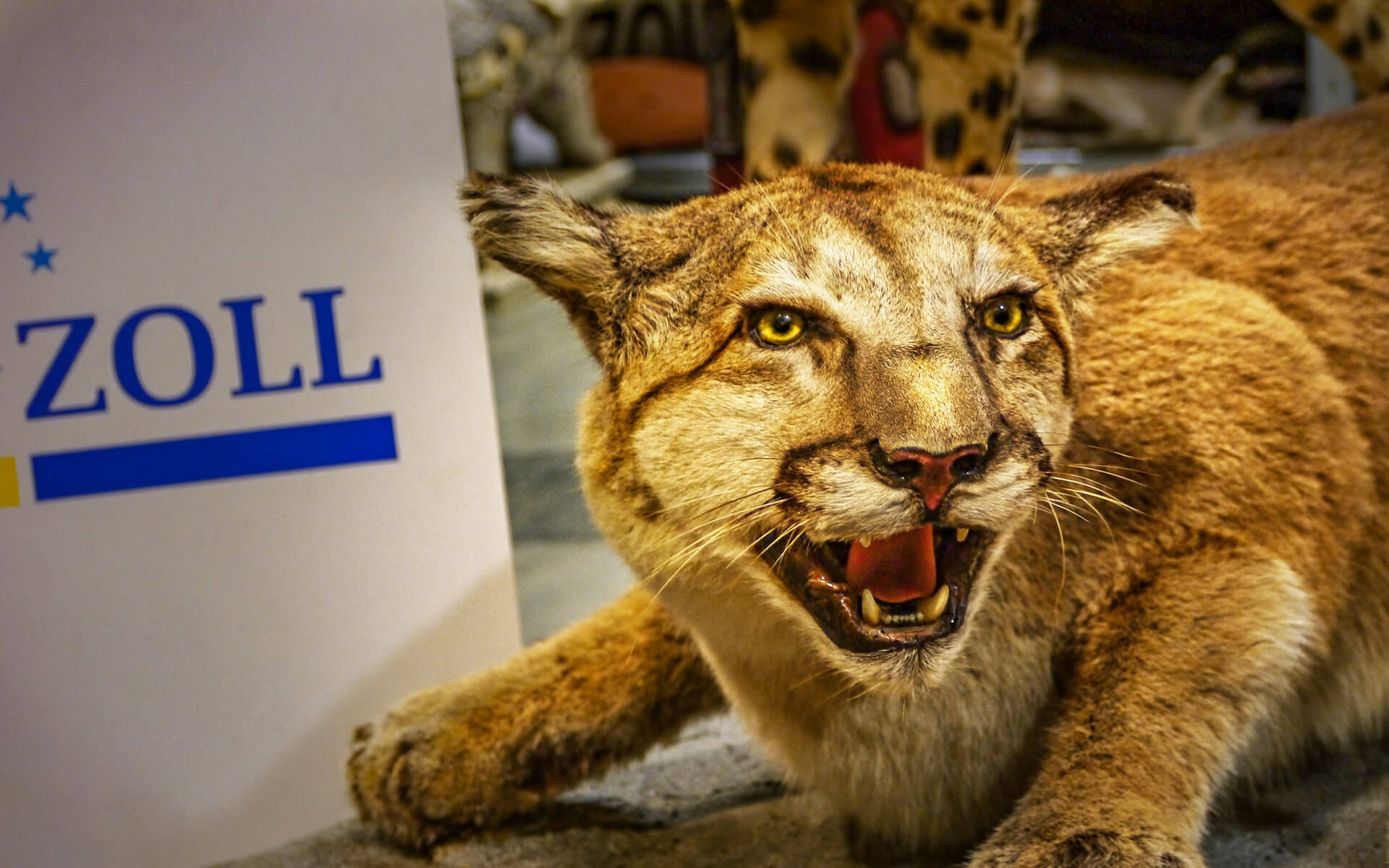 Ausgestopfte Raubkatzen, Reptilien & Co.: Finger weg von diesen verbotenen Souvenirs