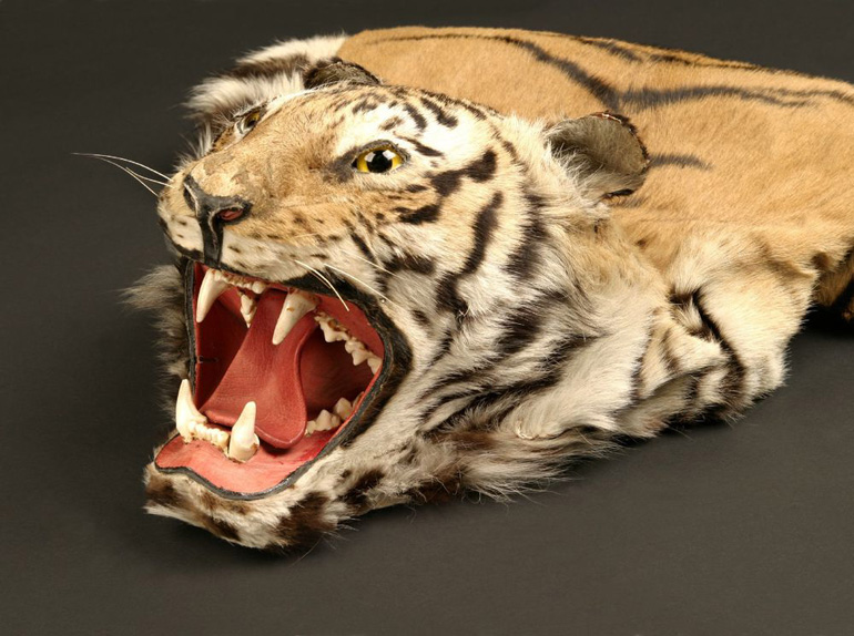 Tigerkopf als Souvenir