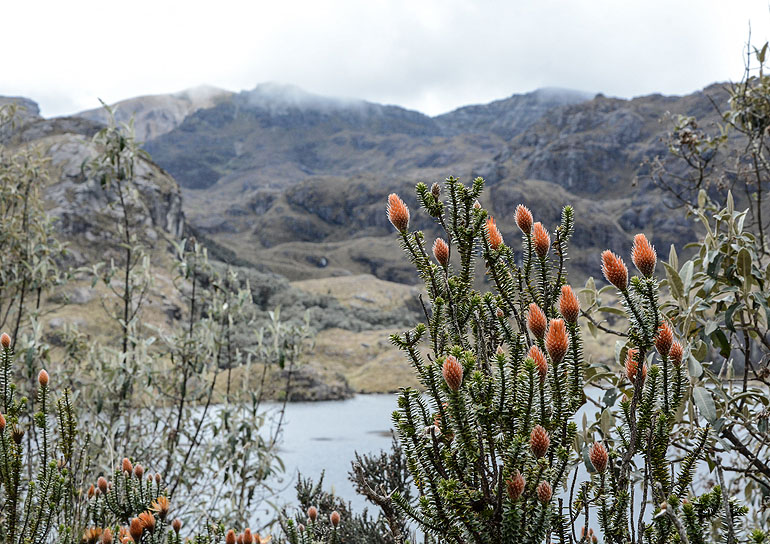 Eine üppige Vegetation, obwohl der El Cajas Nationalpark bis auf 4.000 Meter hochgeht.