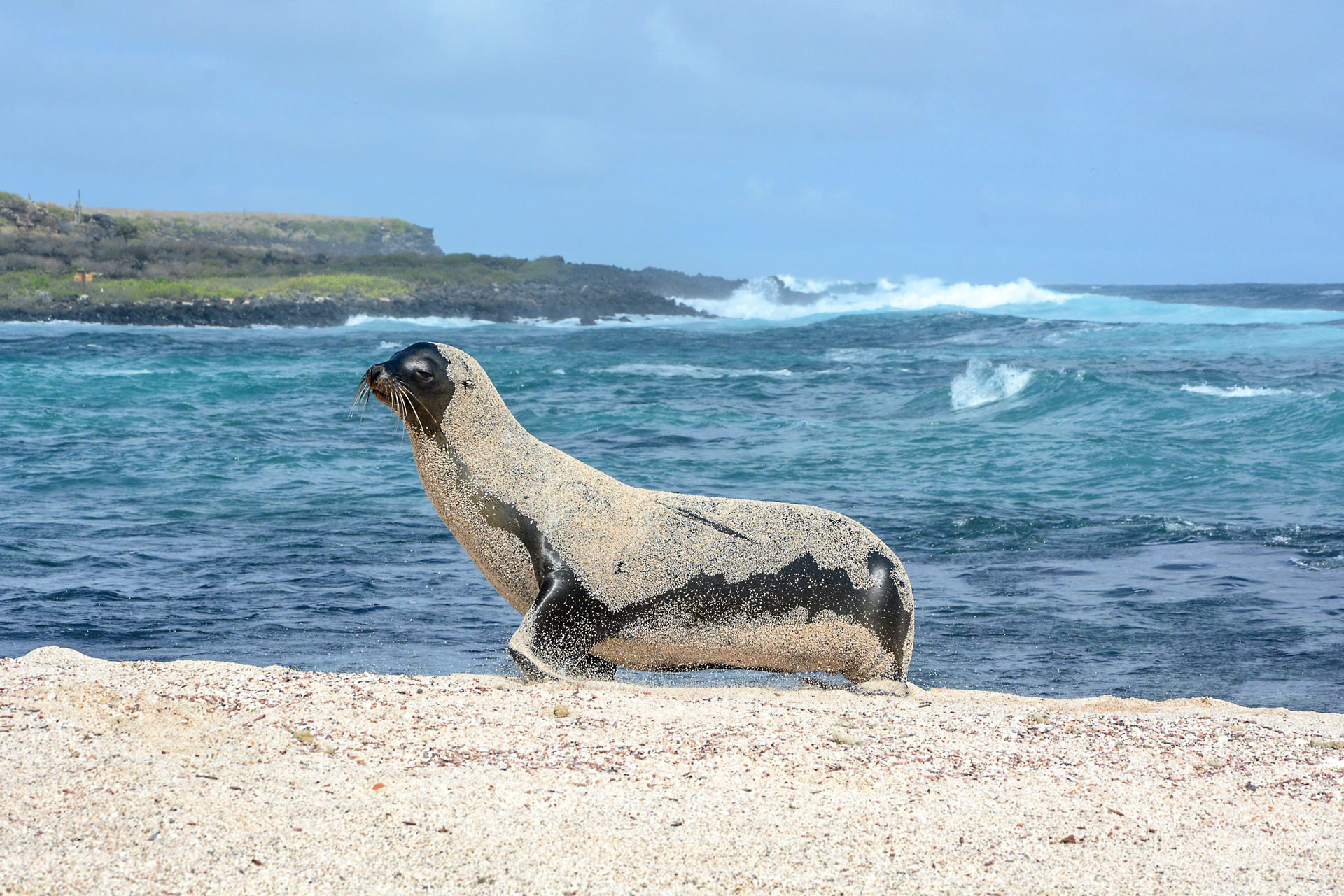 Sehen und gesehen werden am weitläufigen Strand La Lobería auf San Cristóbal.