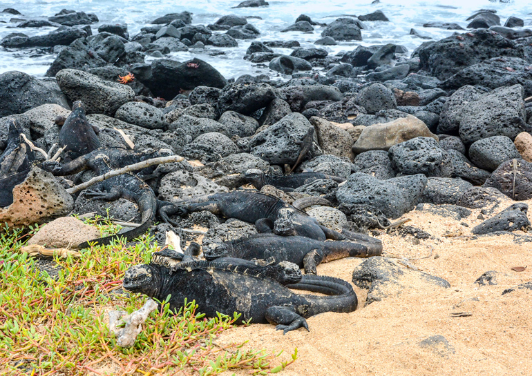 Eine Meerechse kommt selten allein: Sie liegen perfekt getarnt auf den schwarzen Lavafelsen am Playa de los Perros.
