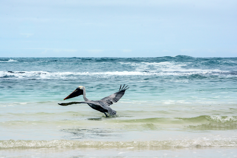 Nicht nur für Surfer und Strandnixen ein Paradies – auch Pelikane lieben die Tortuga Bay.