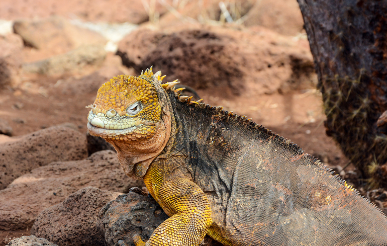 Gibt’s nur auf ganz wenigen Galápagos-Inseln wie etwa Seymour Norte: den gelben Leguan.