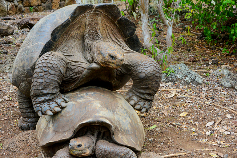 Haben sie sich nun lieb oder nicht, die beiden Riesenschildkröten im Reservat La Galapaguera?