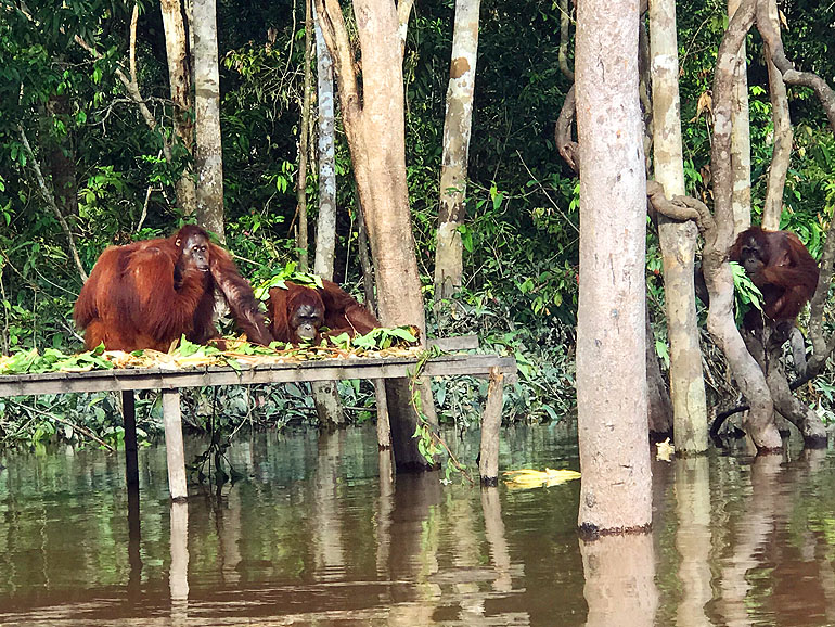 Zwei Orang-Utans auf Borneo sitzen auf ihrer Futterstelle eines Holzstegs in Pulau Kaja.