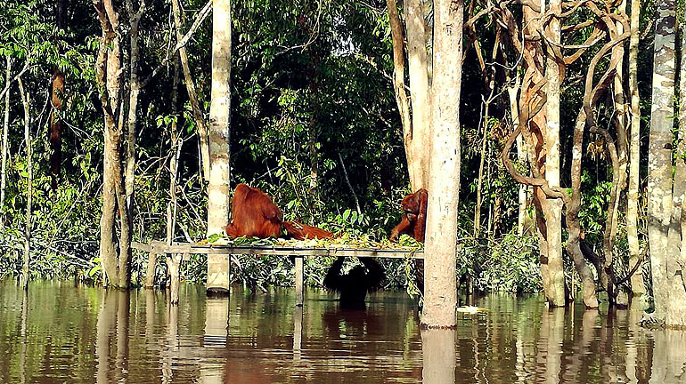 Auf einem Holzsteg im Dschungel sitzen Orang Utans auf Borneos Pulau Kaja und futtern.
