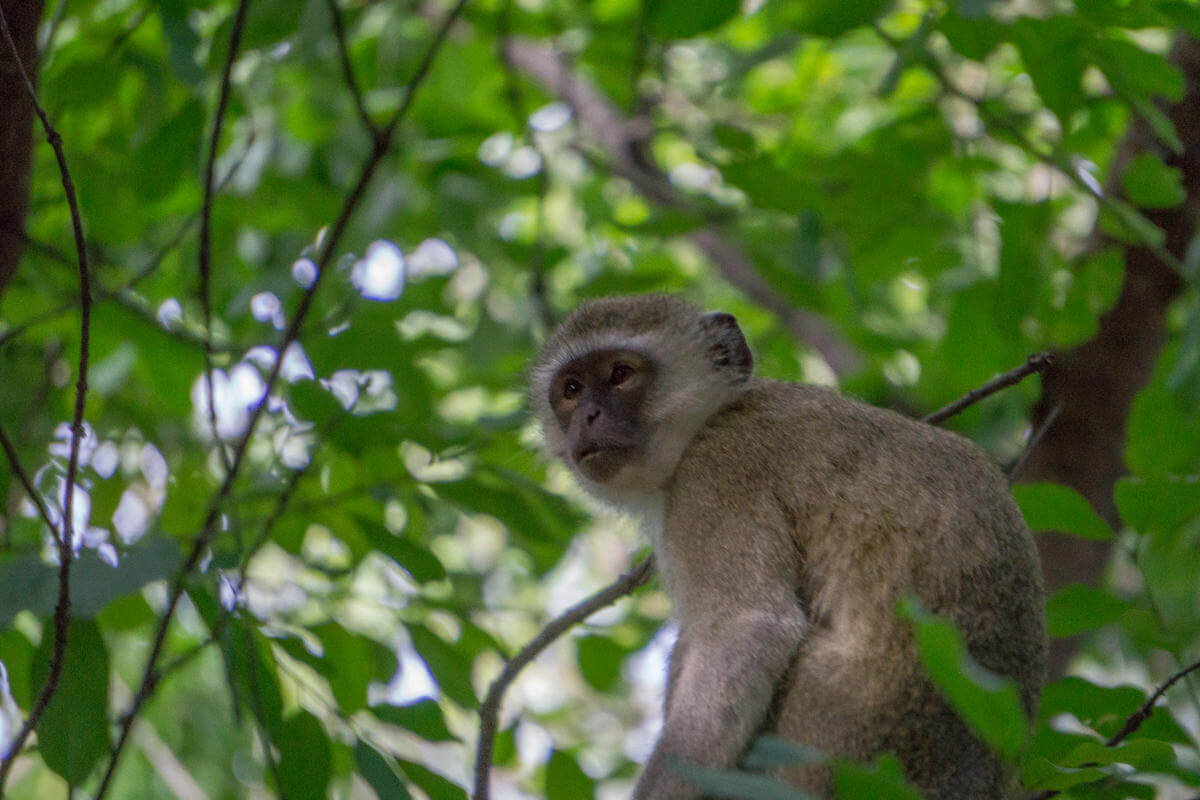 A monkey sits in the trees near Safari Lodge at Vicotoria Falls in Zimbabwe.