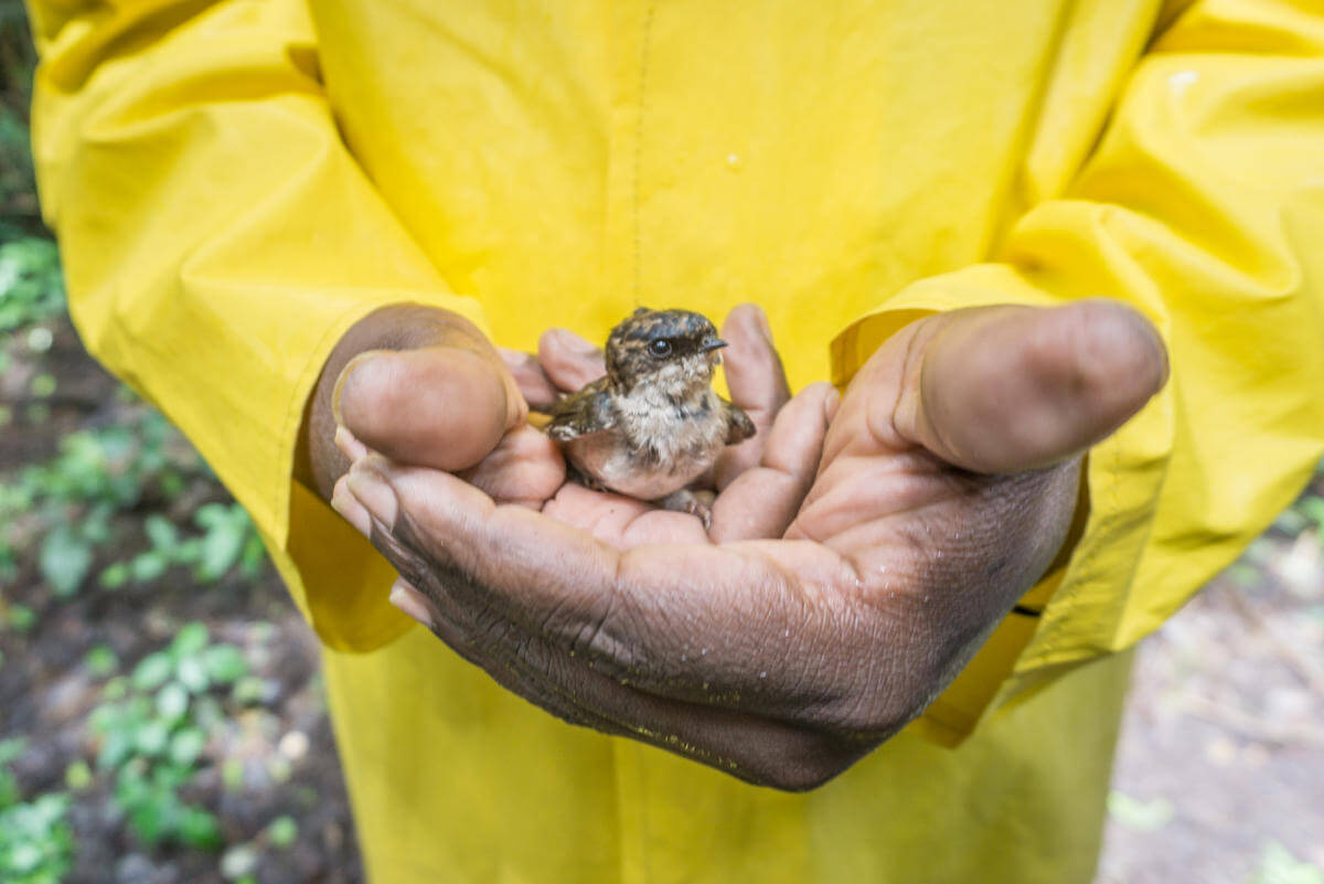 Ein Mann in gelber Jacke hält in seinen Händen ein kleines Vogelküken nähe der Victoriafalls auf Simbabwe.