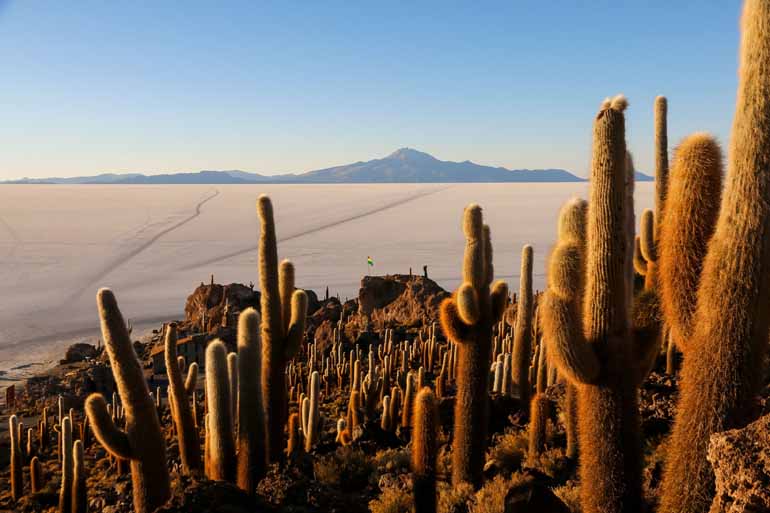 Kakteen ragen auf einer Erhöhung in Salar de Uyuni, Bolivien, inmitten des riesigen Salzsees dem Himmel empor.