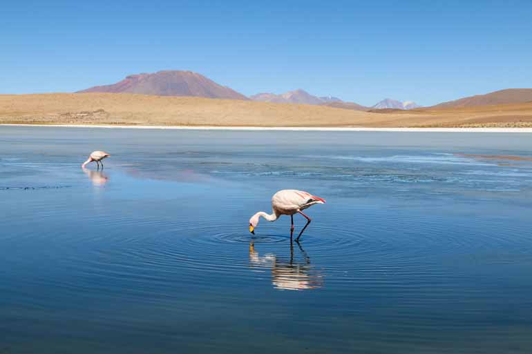Two flamingos stand in the lake at Laguna Cañapa and dip their heads in the water, with the endless expanse of the salt desert stretching in the background.