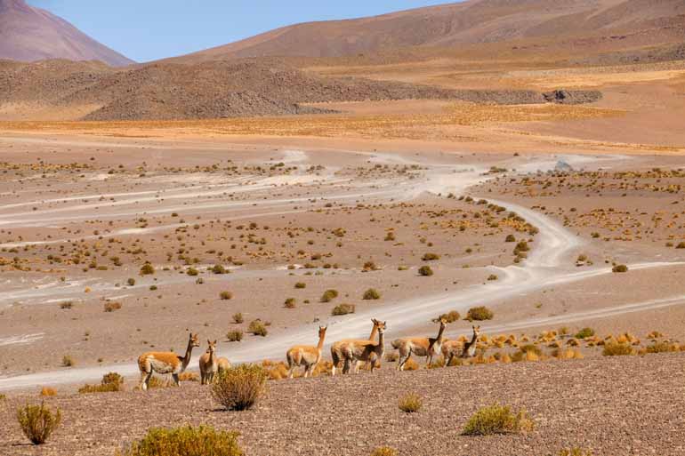 Vicunas, a subspecies of camels, cross paths in the arid landscape of Bolivia's Lagoon Route.