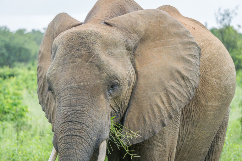 Nahaufnahme eines Elefanten im Chobe Nationalpark in Botswana, Afrika.