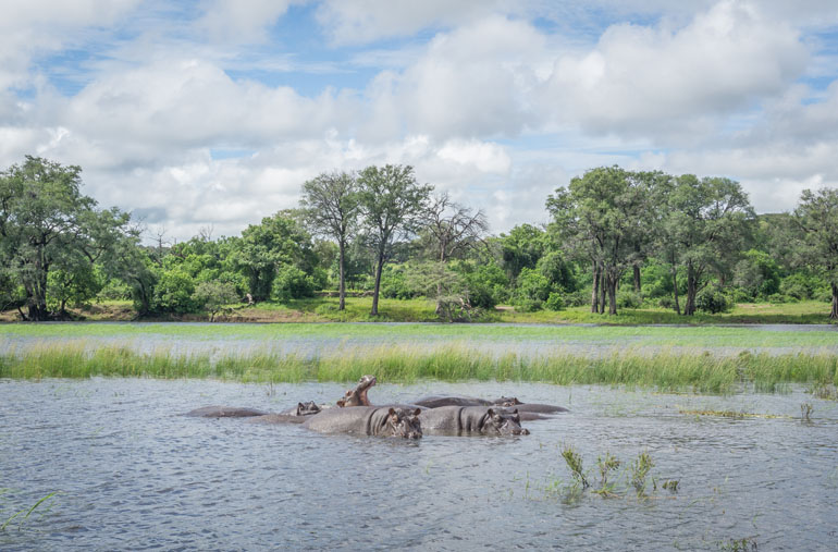 Hippos swim in the Chobe River in Botswana's Chobe National Park.