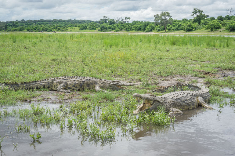 Crocodiles lie on the banks of the Chobe River in Africa - Botswana.