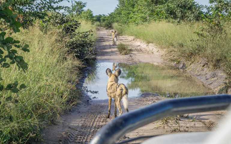 Auf lehmigen Straßen durch den Chobe Nationalpark stoppen Wildhunde die Weiterfahrt eines Jeeps.