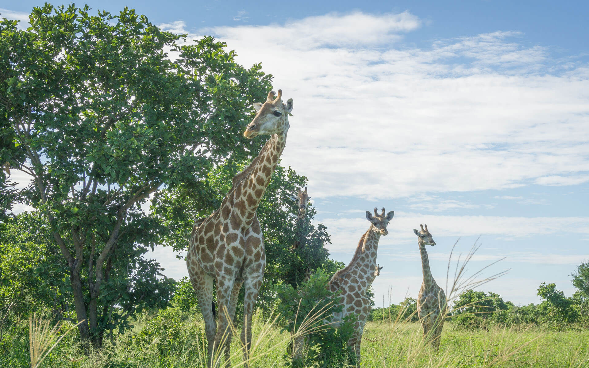 Drei Giraffen stehen auf einer Wiese im Chobe Nationalpark in Botswana.