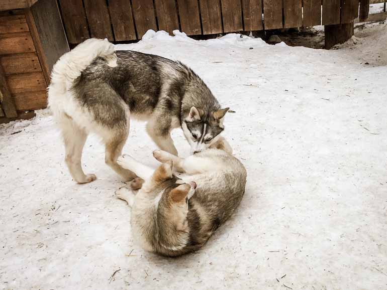 Zwei Schlittenhunde spielen in Finnisch Lappland.