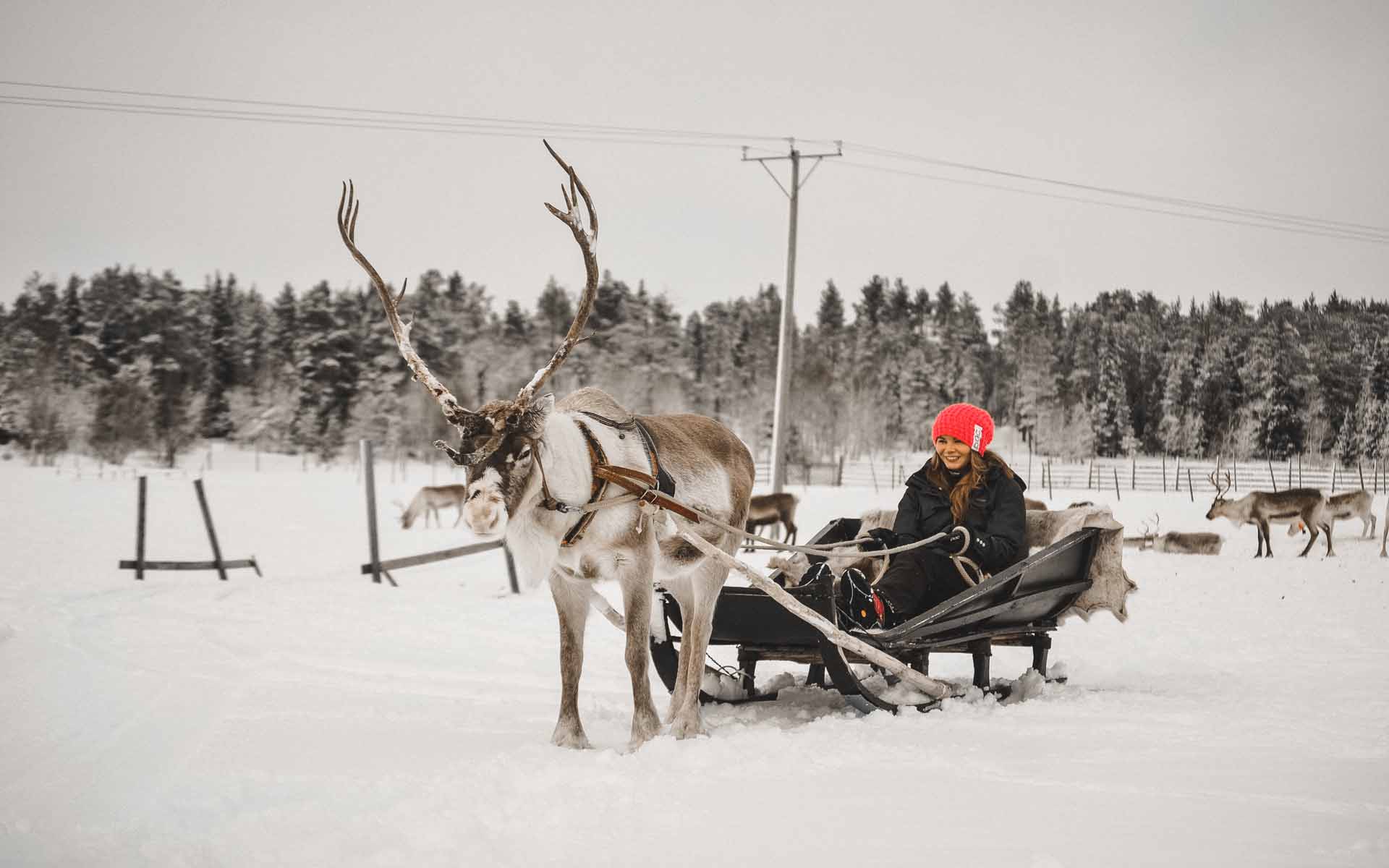 Finnisch Lappland: Ein Rentier mit einem Schlitten in dem eine Frau sitzt.