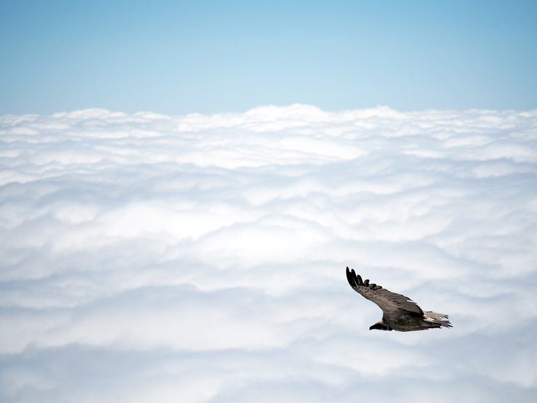 Südafrika Drakensberge: Ein Geier über den Wolken