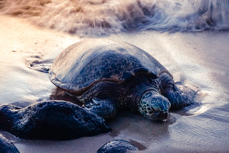 Die grüne Meereschildkröte Honu trifft man ab und an an den Stränden Hawaiis, sie zählt aber leider zu den gefährdeten Arten.