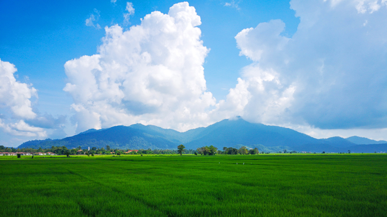 Malaysia: Ausblick auf Reisfeld mit Bergen im Hintergrund
