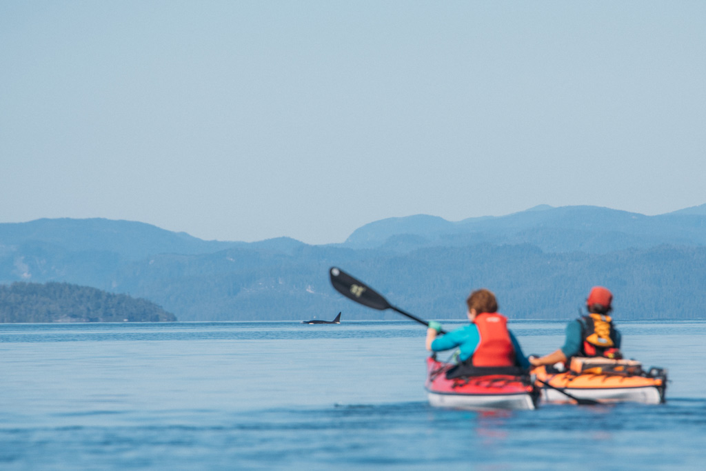 Whale Watching Vancouver Island: Zwei Kajakfahrer auf dem Meer mit einem auftauchenden Orca im Hintergrund.