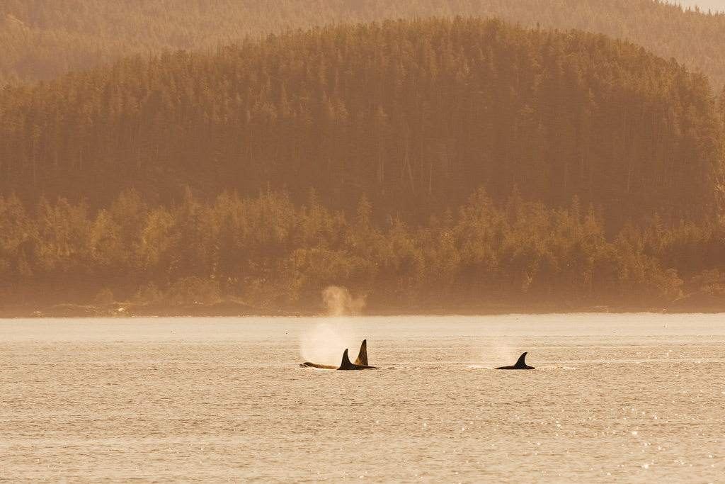 Whale Watching Vancouver Island: Drei Orca Flossen ragen aus dem Wasser raus.