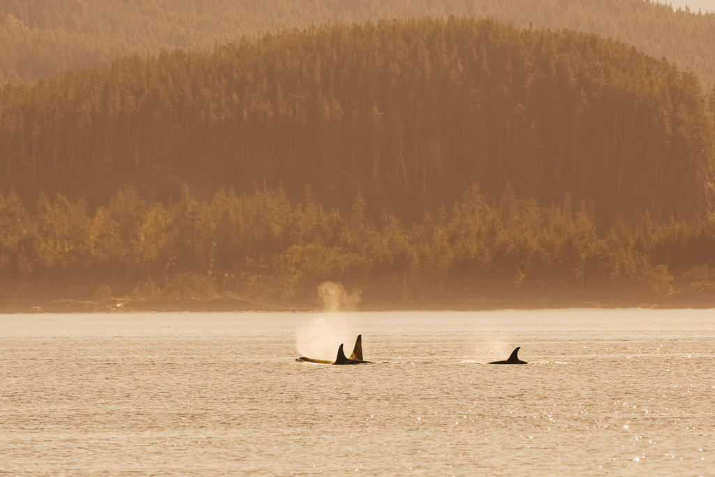Whale Watching Vancouver Island: Three orca fins stick out of the water.