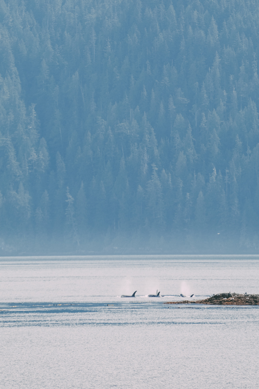 Whale Watching Vancouver Island: Drei Orca Flossen ragen aus dem Wasser raus.