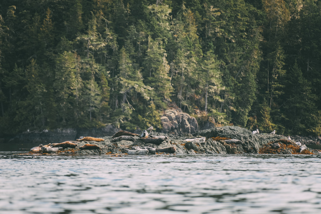 Vancouver Island: Seelöwen die auf einem Felsen im Meer liegen.