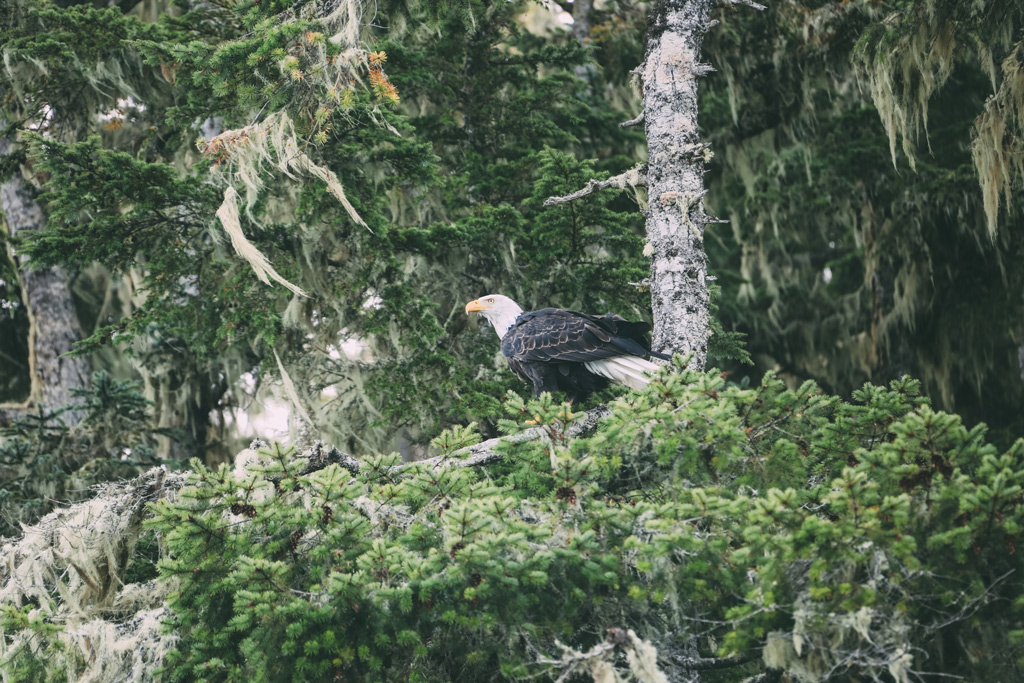 Vancouver Island: An eagle perches in a tree.
