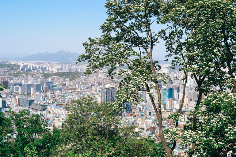 Die Skyline von Seoul ragt hinter Bäumen hervor.