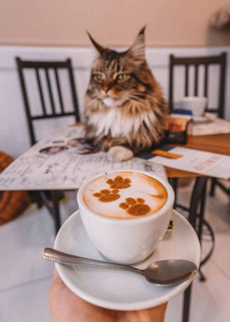 Budapest Städtetrip: Eine Katze liegt auf einem Tisch vor ihr steht ein Kaffee.