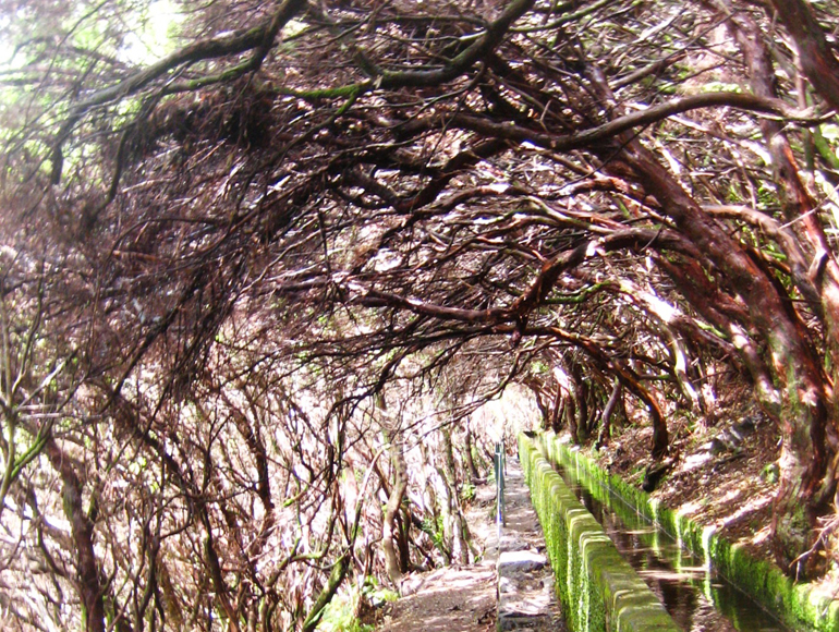 Madeira Tauchen, Surfen: Ein Weg über dem Bäume wachsen.