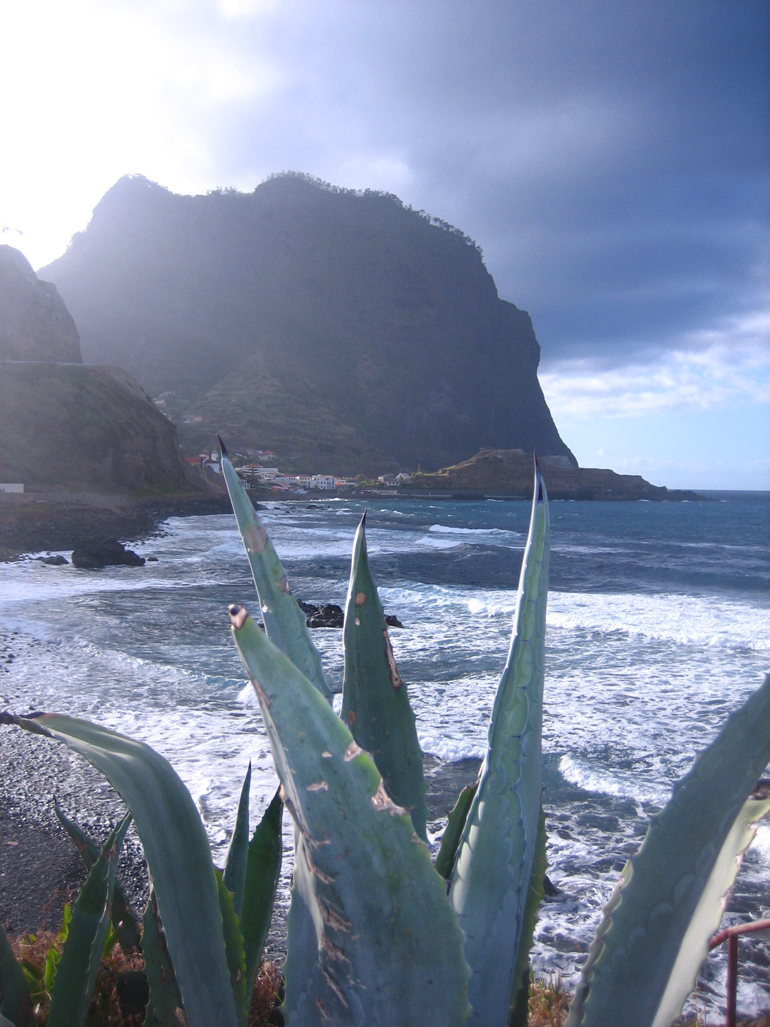 Madeira Tauchen, Surfen: Eine Aloeverapflanze steht im Vordergrund dahinter ist das Meer zu sehen.