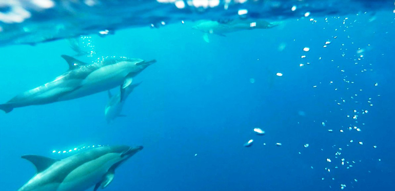 Madeira Tauchen, Surfen: Delfine die Unterwasser schwimmen.