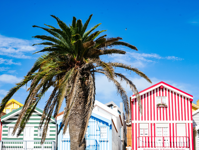 Bunte Häuser, blauer Himmel und eine Palme in Costa Nova, Portugal.