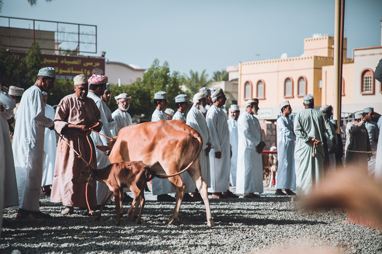 Roadtrip durch den Oman: Eine Kuh um die viele Menschen stehen.
