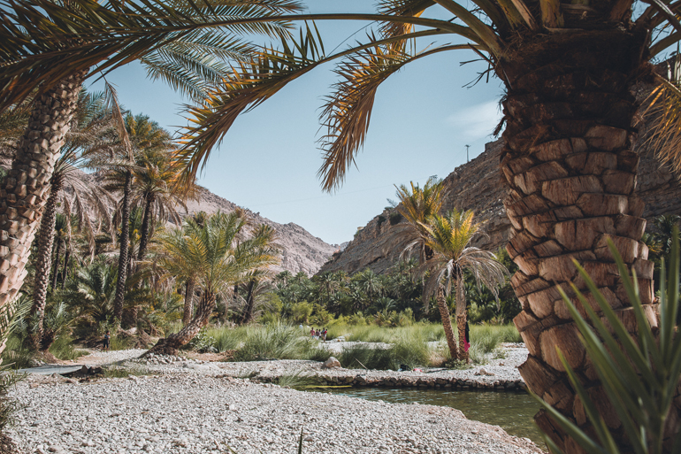 Roadtrip durch den Oman: Palmen mit einem kleinem Fluss dazwischen.