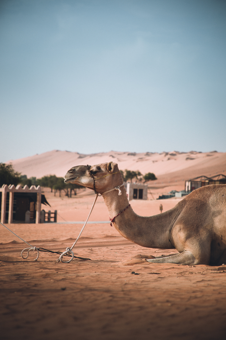 Oman Roadtrip; Reiseroute: Ein Kamel liegt im Sand.
