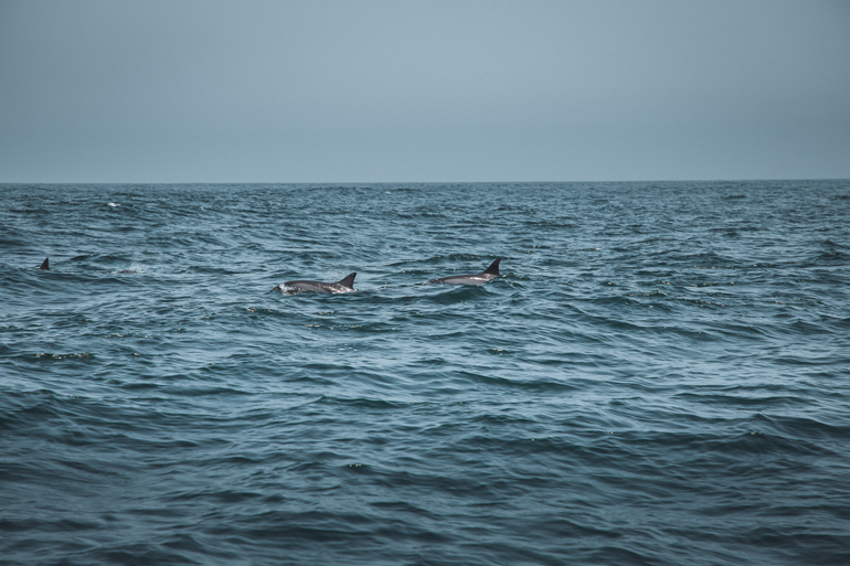 Im Gewässer in der Nähe des Hafens Marina Bandar Al Rawdha im Oman lassen sich zwei Delfine im Wasser blicken.