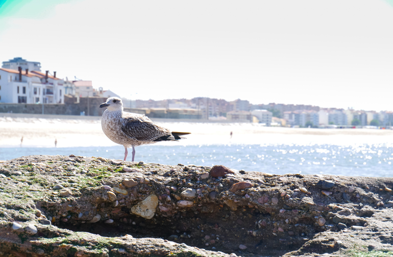 Eine Möwe sitzt auf Felsen, dahinter erblickt man Meer, Strand und Häuser entlang des Strandes.