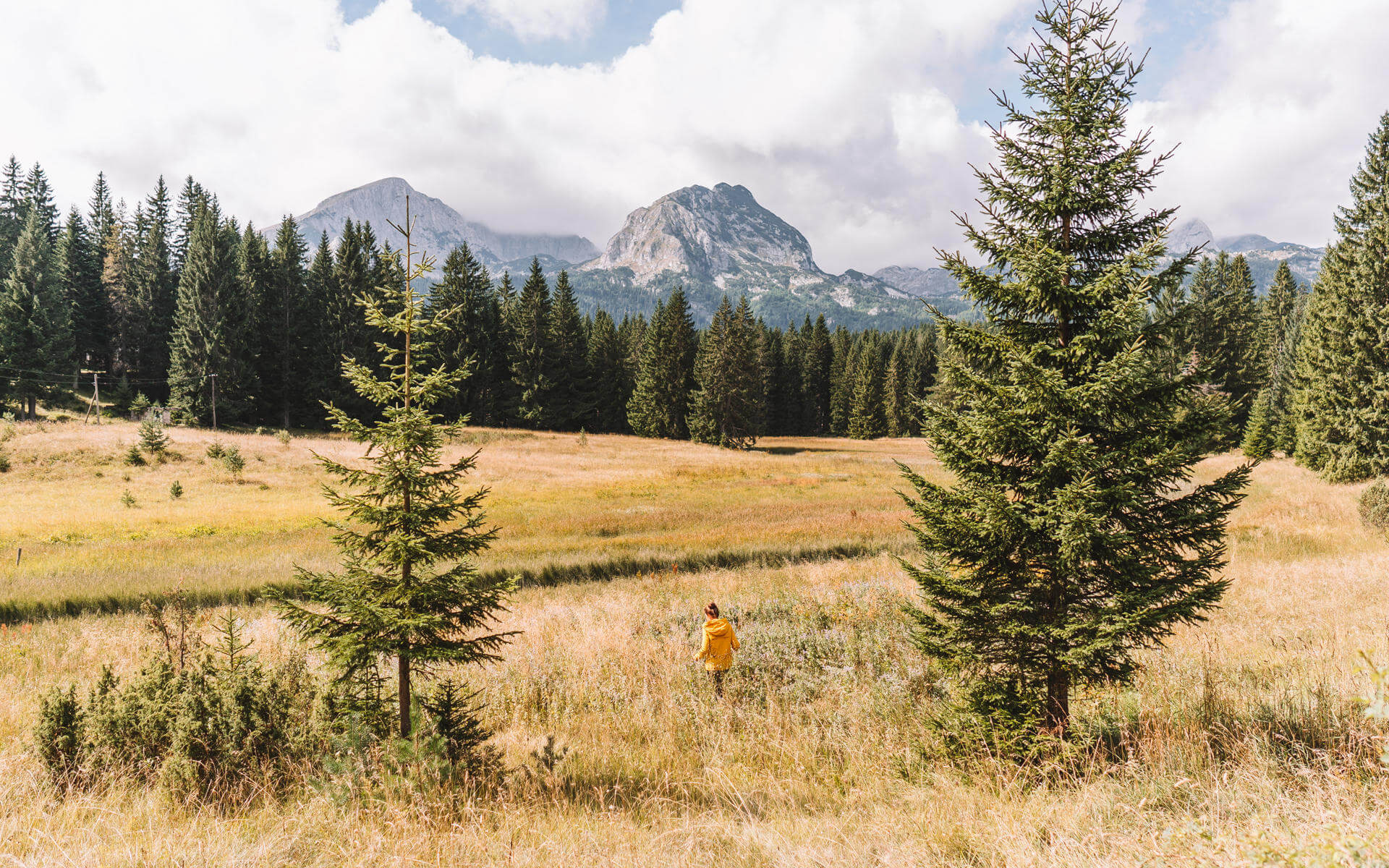 Hinter der Wiese und dem Wald sieht man die Berge hinausragen.
