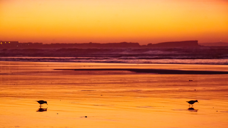 In einen Sonnenuntergang getauchter Strand mit Vögeln im Wasser in Peniche, Portugal.