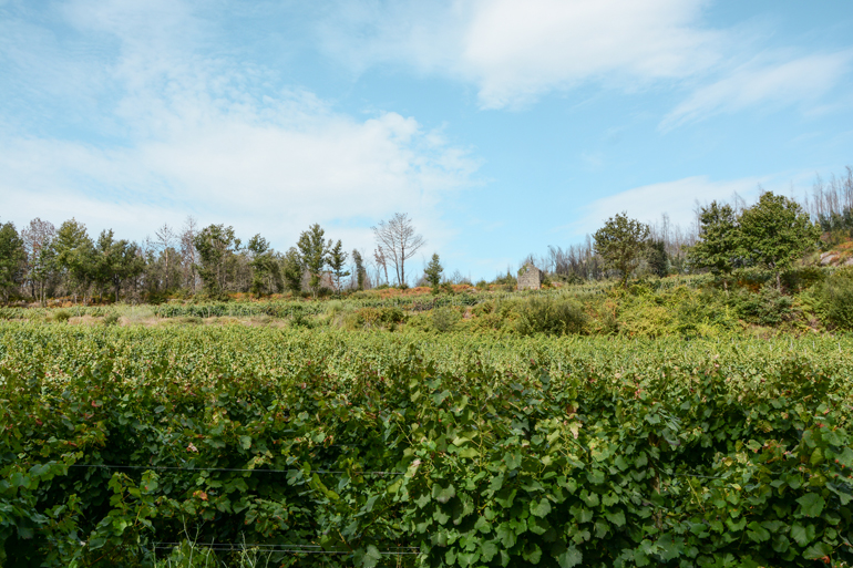 Grüne Landschaft von Weinbergen