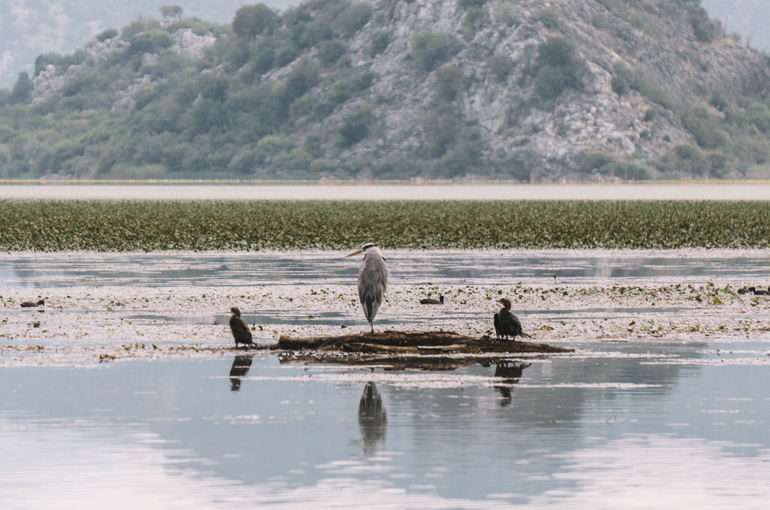 Reisetipps, Geheimtipps, Strand: Zugvögel sitzen auf einem Baumstumpf.