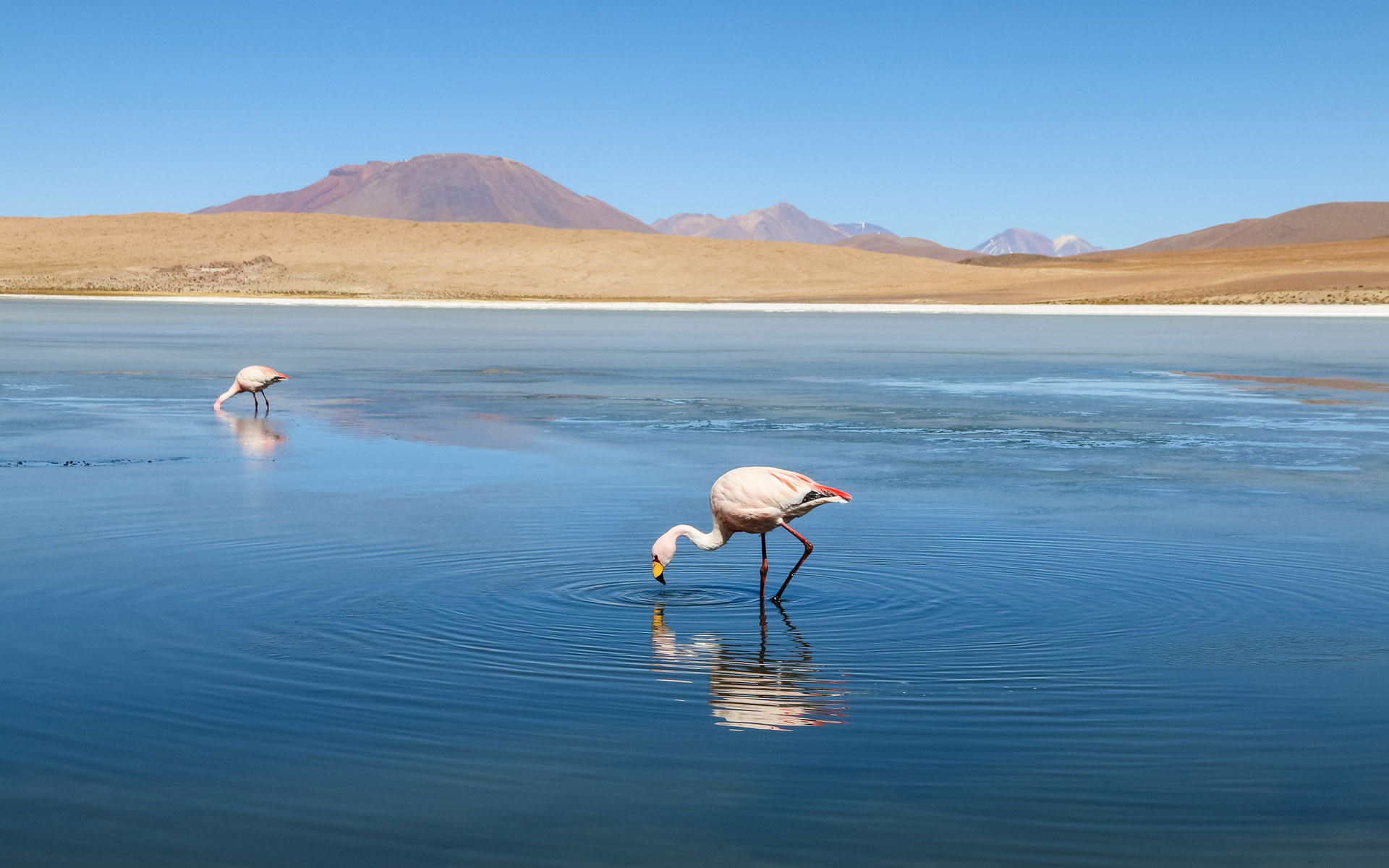 In Bolivien tauchen zwei Flamingos ihre Köpfe in den See bei Laguna Cañapa. im Hintergrund zeigt sich die unendliche Weite der Salzwüste.